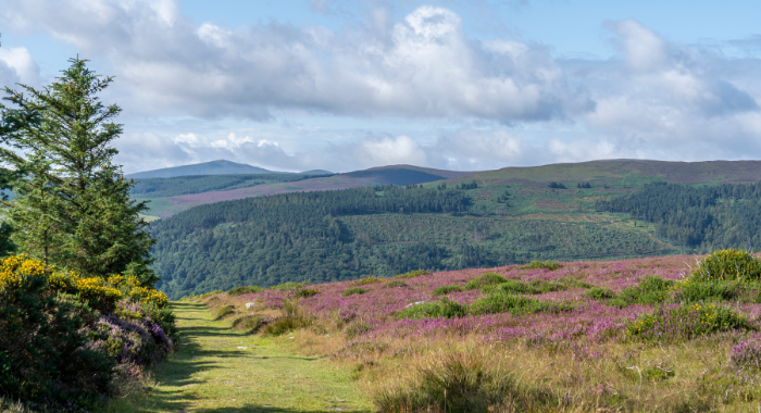 A walking path next to a tree on the left looks across to hills and woodland. Pink flowers and grass sits on the right of the grass path.