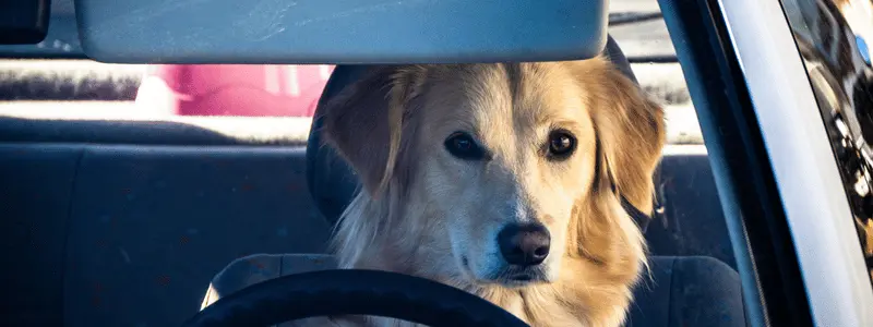 A dog sat behind a steering wheel in a car.