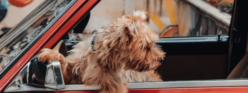 A dog leaning out of a car.