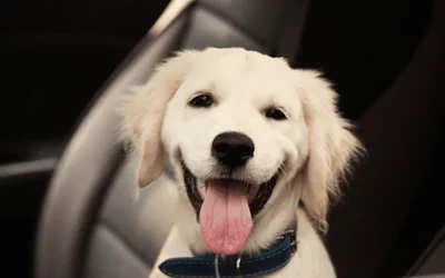 Best Cars for Dog Owners in Ireland: 10 Practical Used Cars for 2026