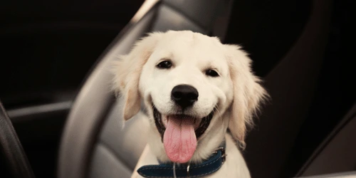 A dog smiling from a car.