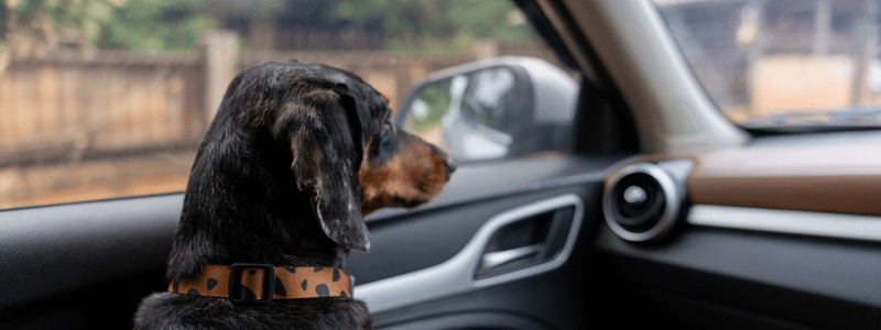 A Daschund sat in a car.