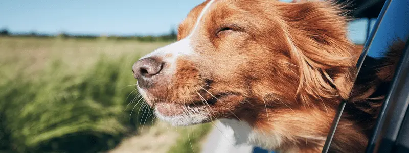 A dog with its head out of a car window, smiling.