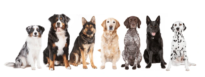 Multiple dog breeds sat alongside each other.