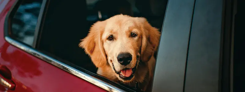 A Golden Retriever looking out of a car.